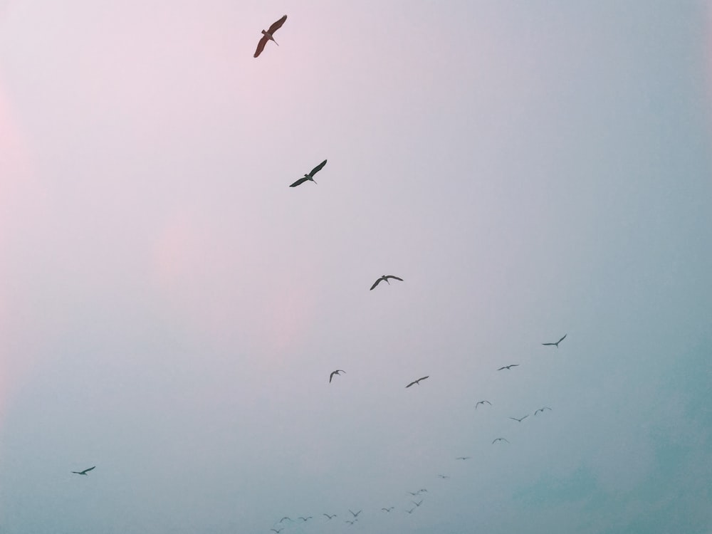 Vögel, die am Himmel fliegen