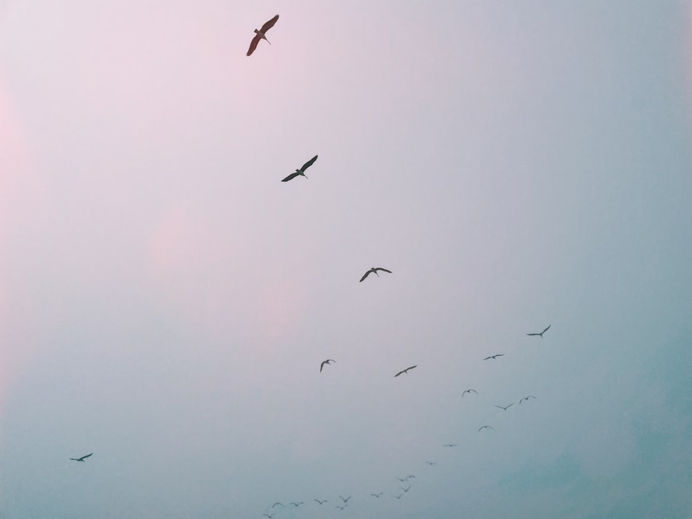 birds flying in the sky