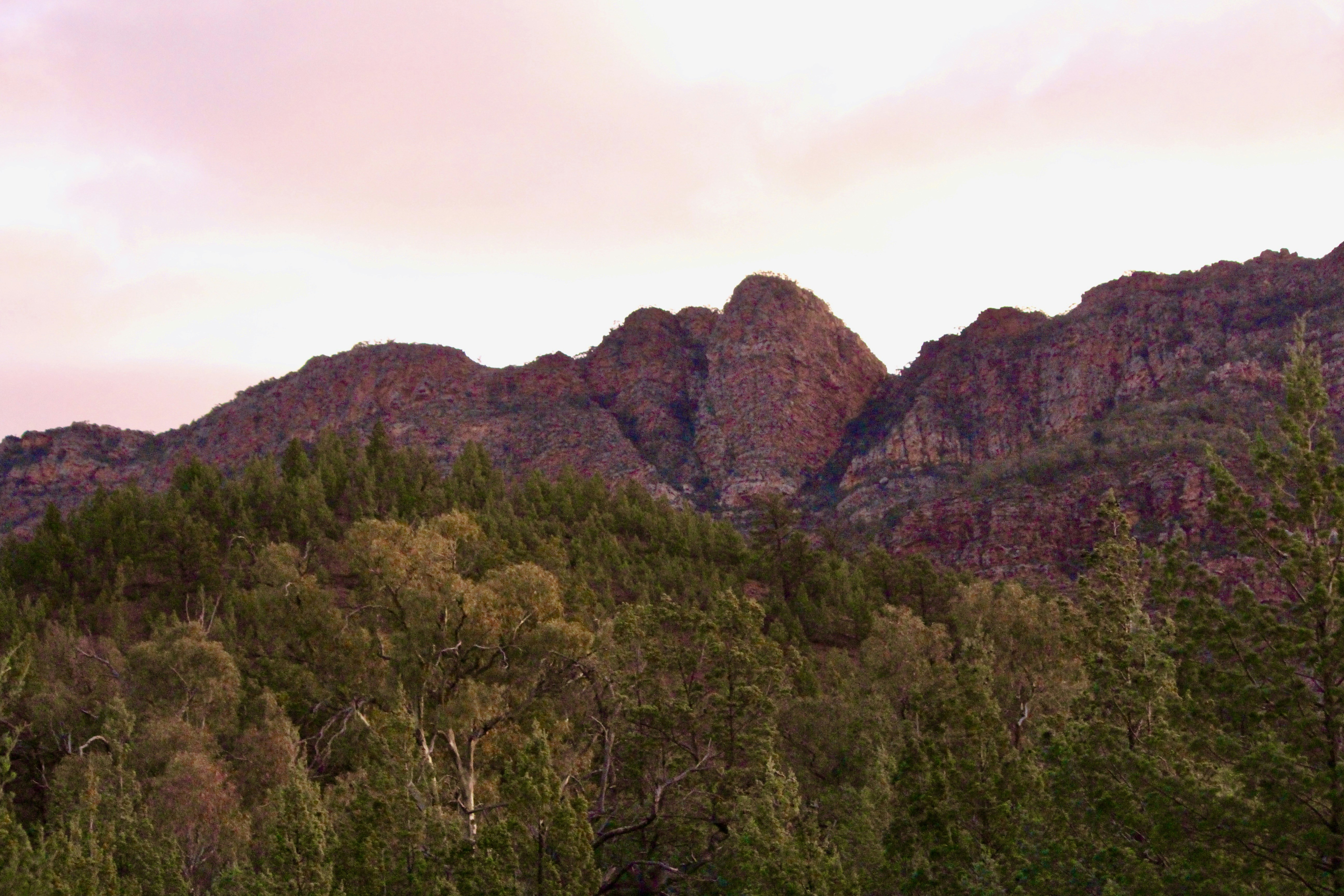 Un bosque con una montaña rocosa al fondo