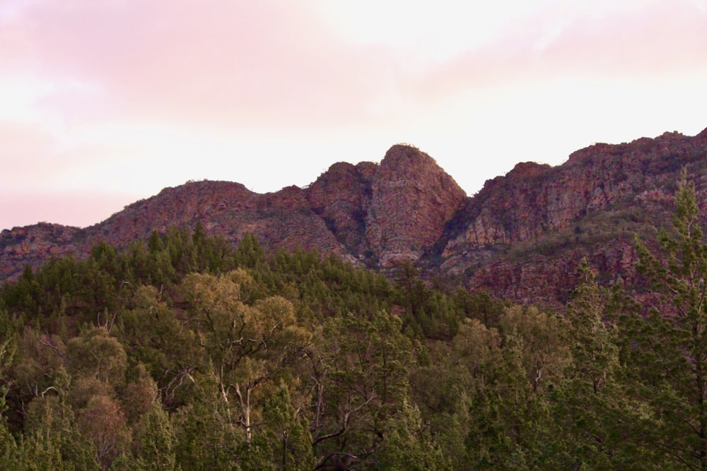 a forest with a rocky mountain in the background