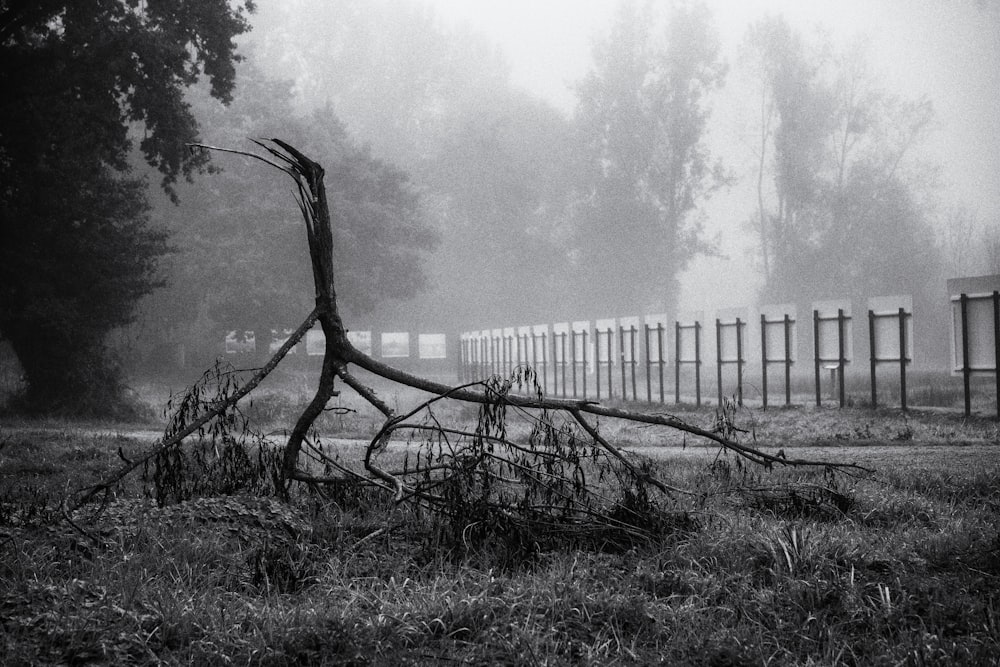 a tree in a field