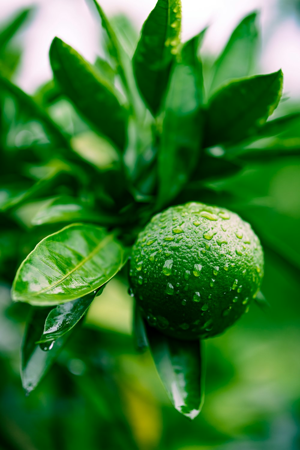 a green fruit on a plant