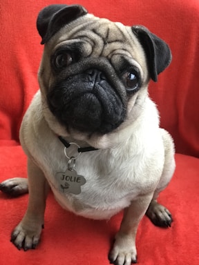A pug with a distinctive round face and large, dark eyes sits on a bright red surface. It is wearing a collar with a name tag that has 'Jolie' engraved on it. The pug's fur is fawn-colored, contrasting with its black ears and muzzle.