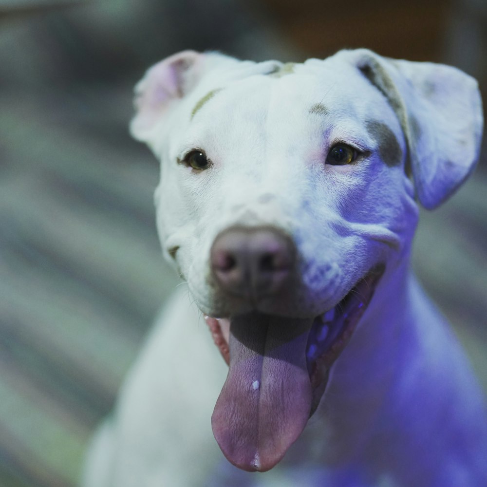 a dog with its tongue out