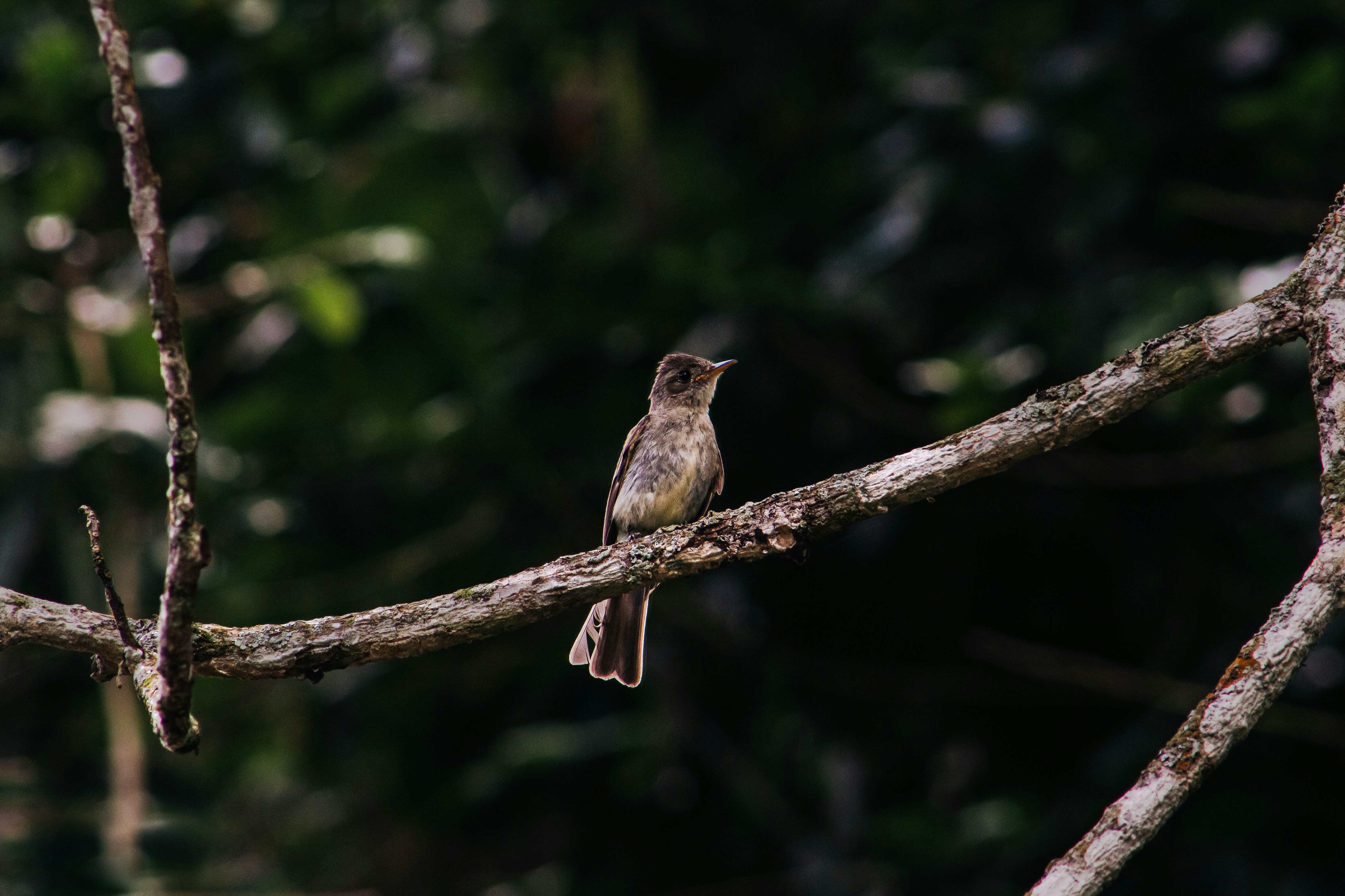 Photo by bryanjose23