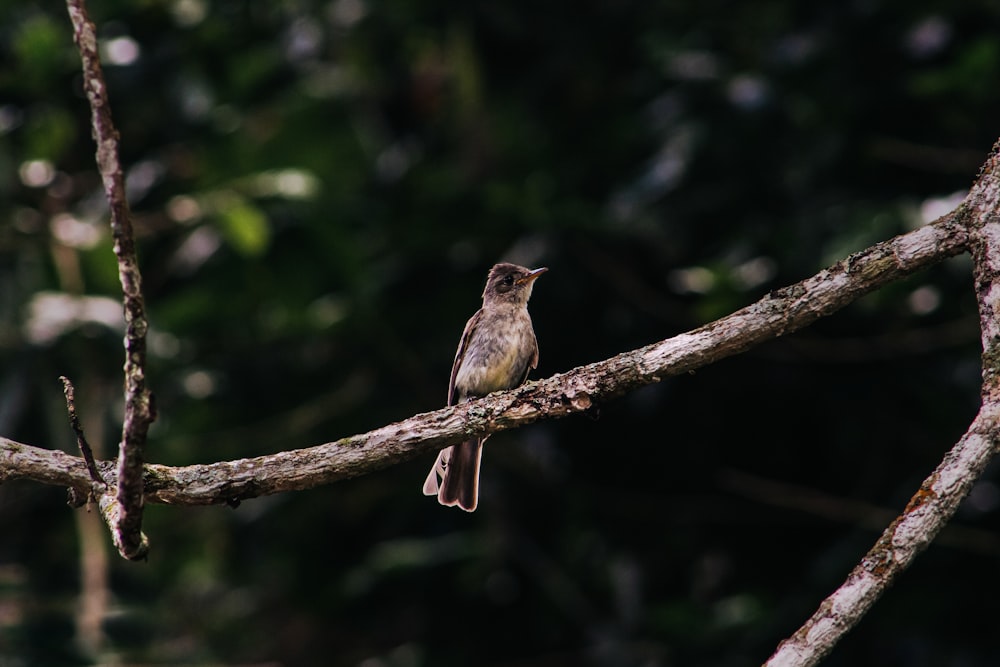 a bird sits on a branch