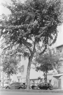 A tall tree with dense foliage stands prominently on a street lined with parked cars. Behind the tree, residential buildings with windows and balconies are visible. A person on a scooter appears to be moving along the street. The overall atmosphere is typical of an urban residential area.