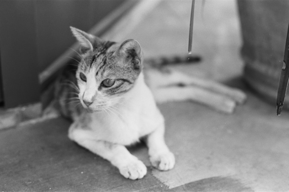 a cat lying on the floor