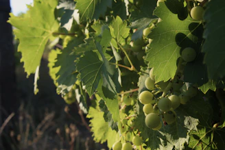 a close-up of some grapes