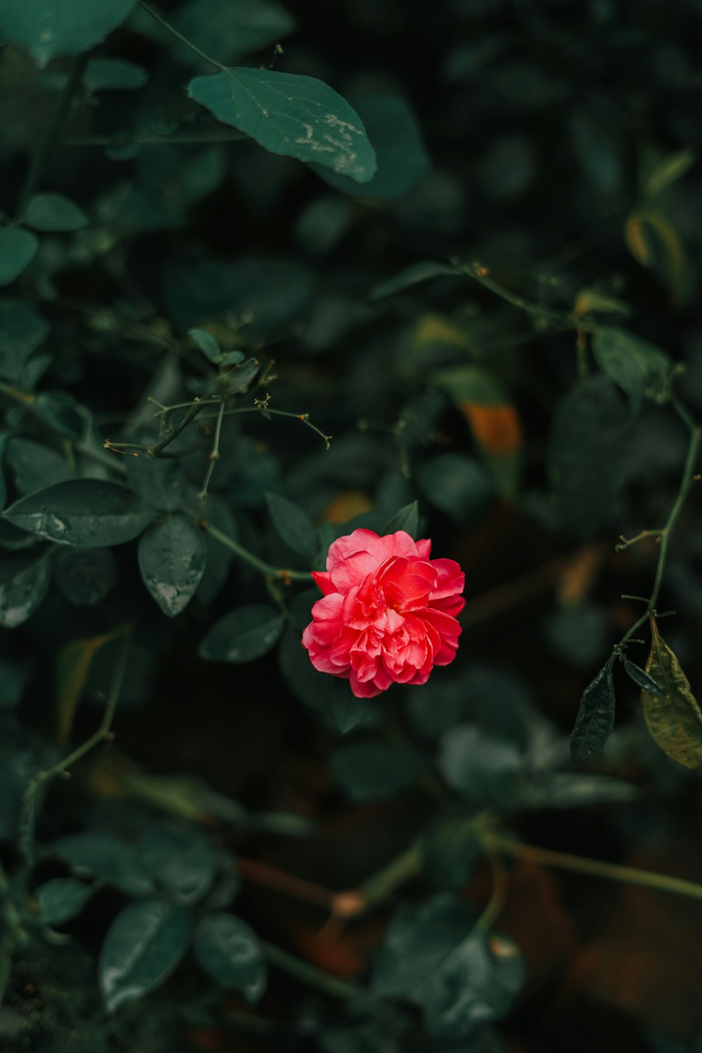 a red flower on a bush