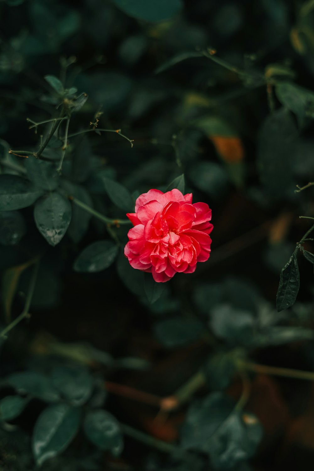 a red flower on a bush