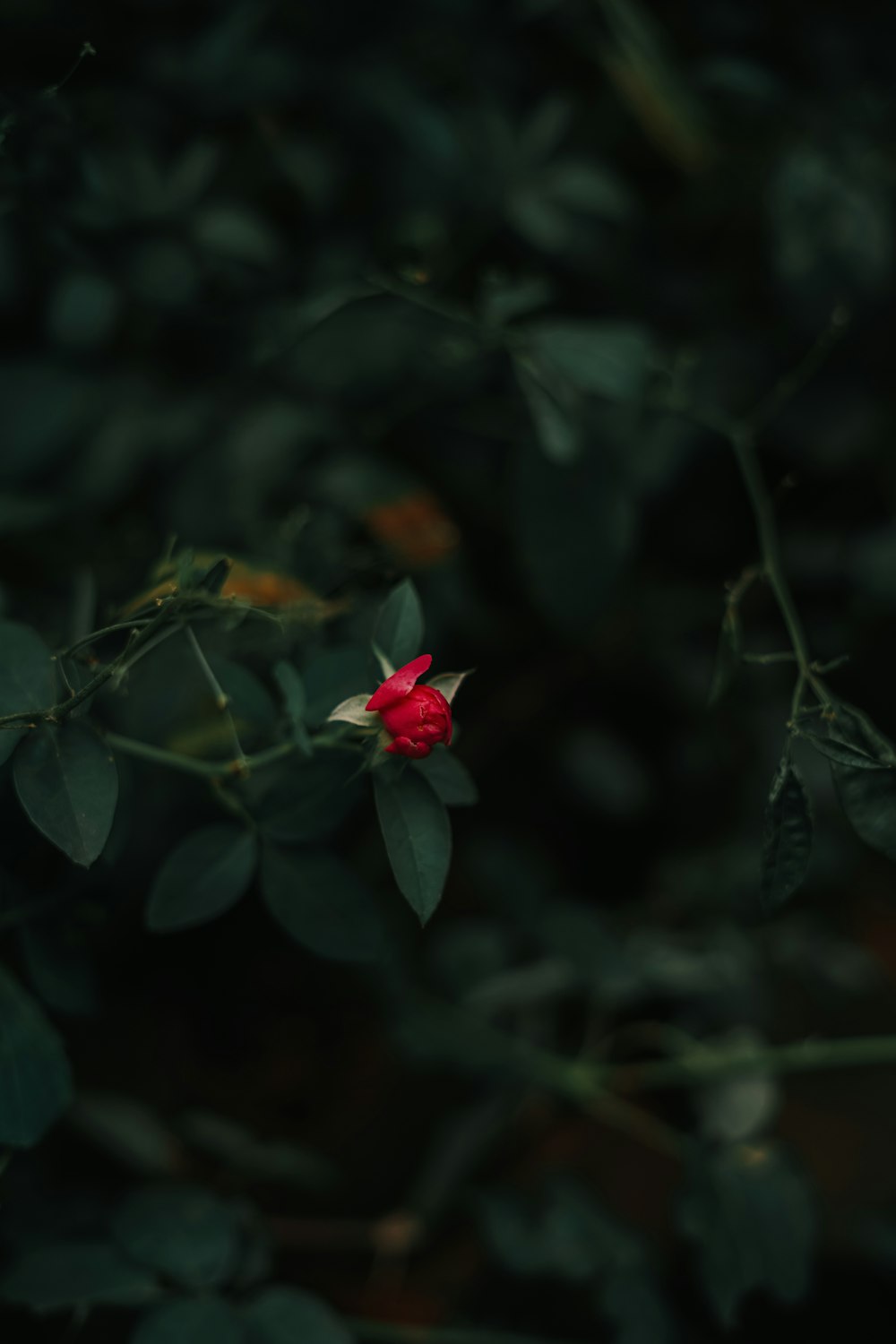 a couple red flowers on a bush