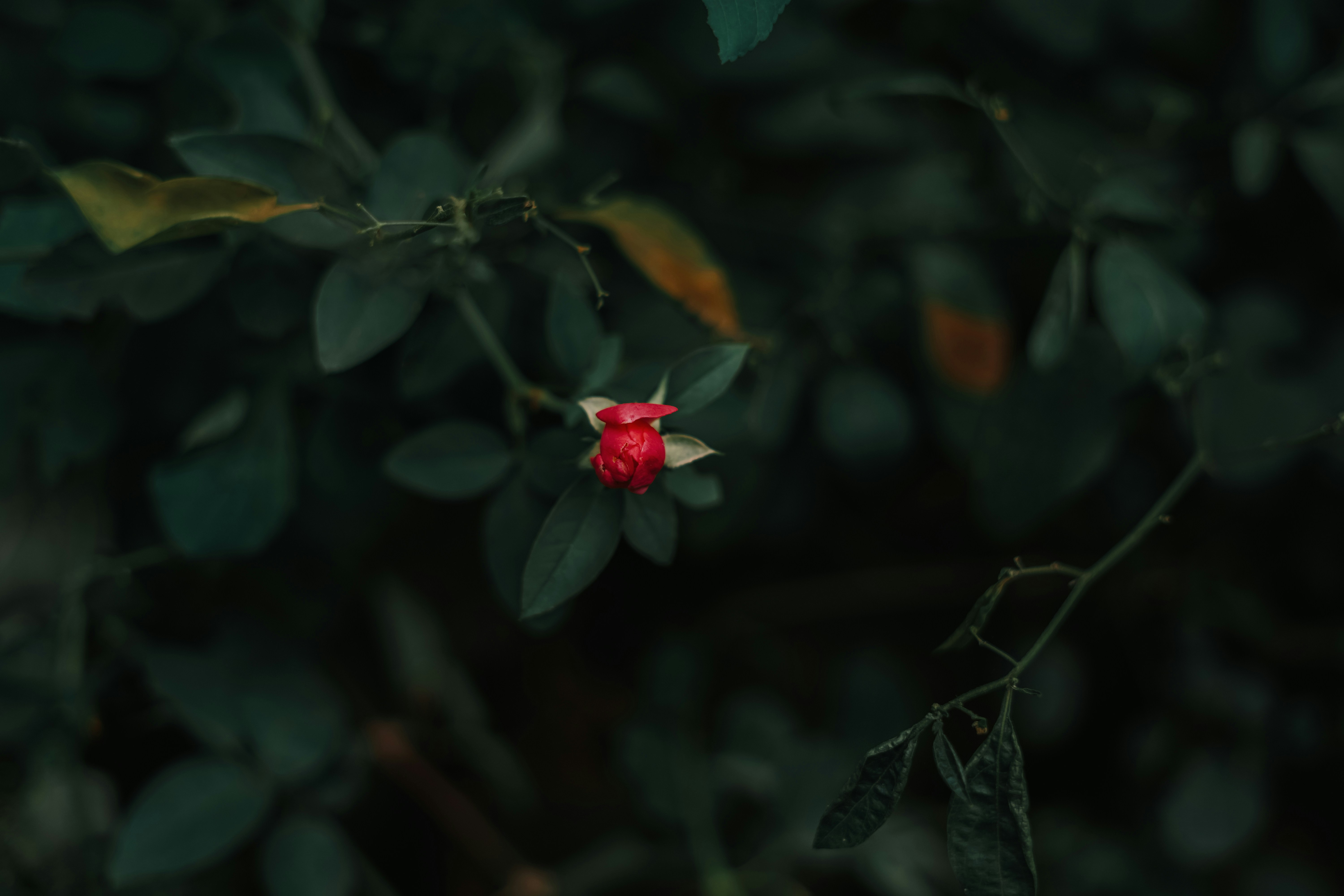 a red rose on a bush
