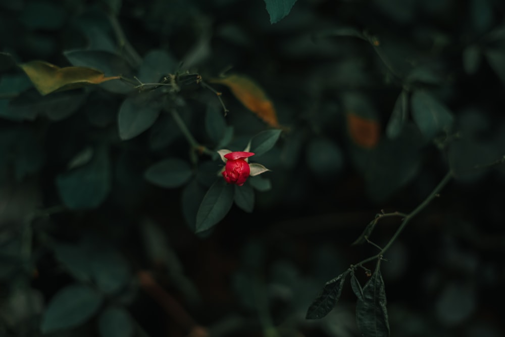 a red rose on a bush