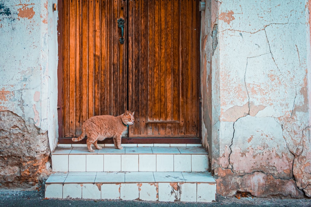 a cat sitting on a step