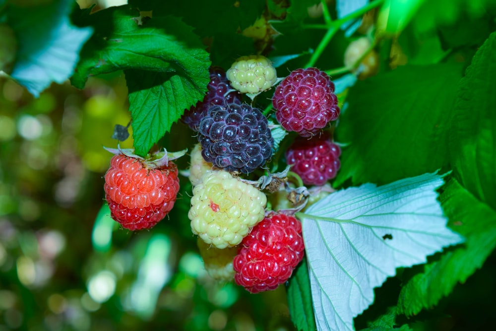 a group of berries on a plant