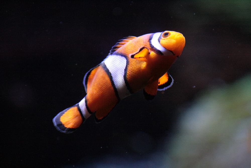 Eine Person in einem Aquarium