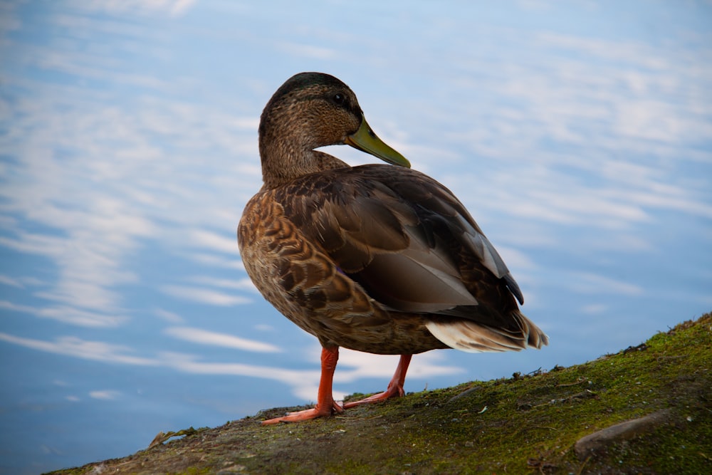 a duck standing on a rock