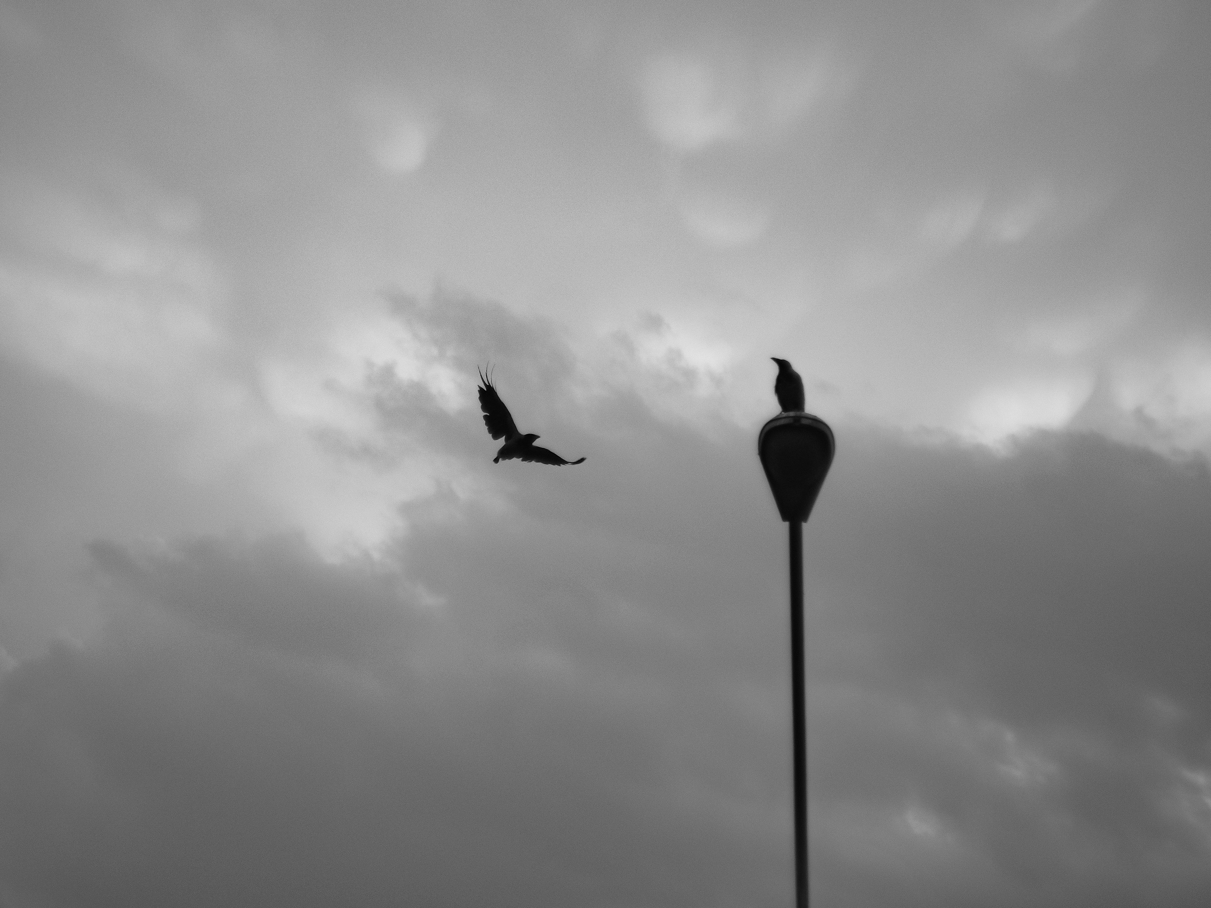 a bird flying over a lamp post