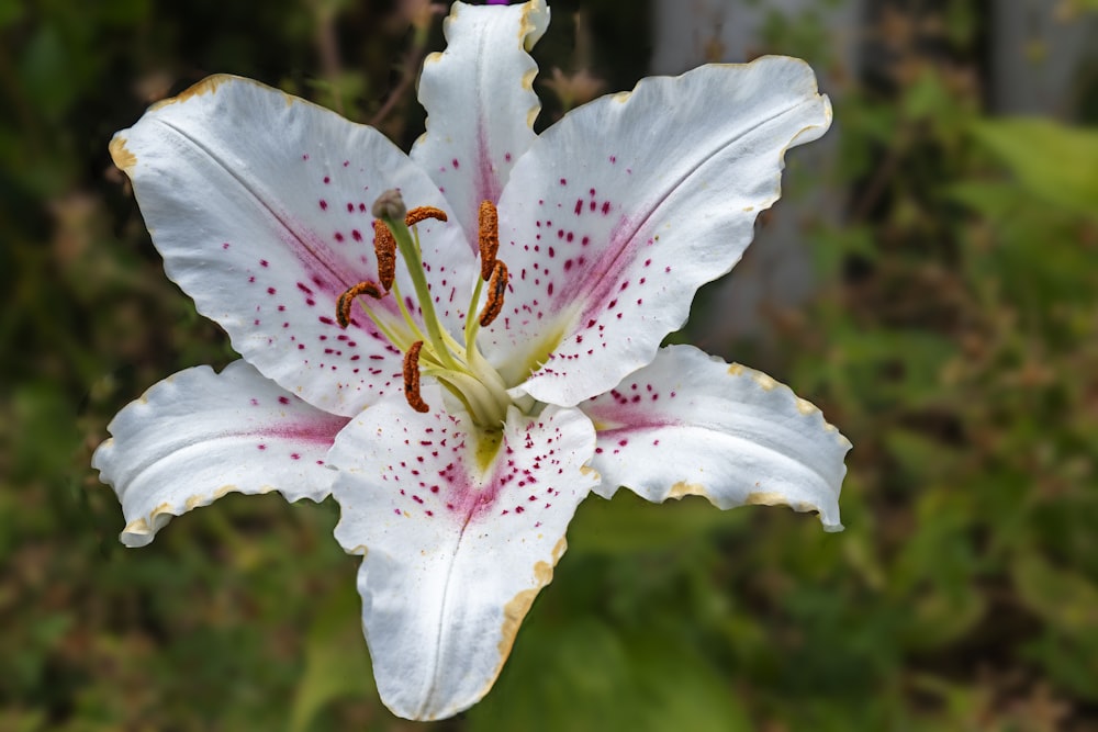 a white and pink flower