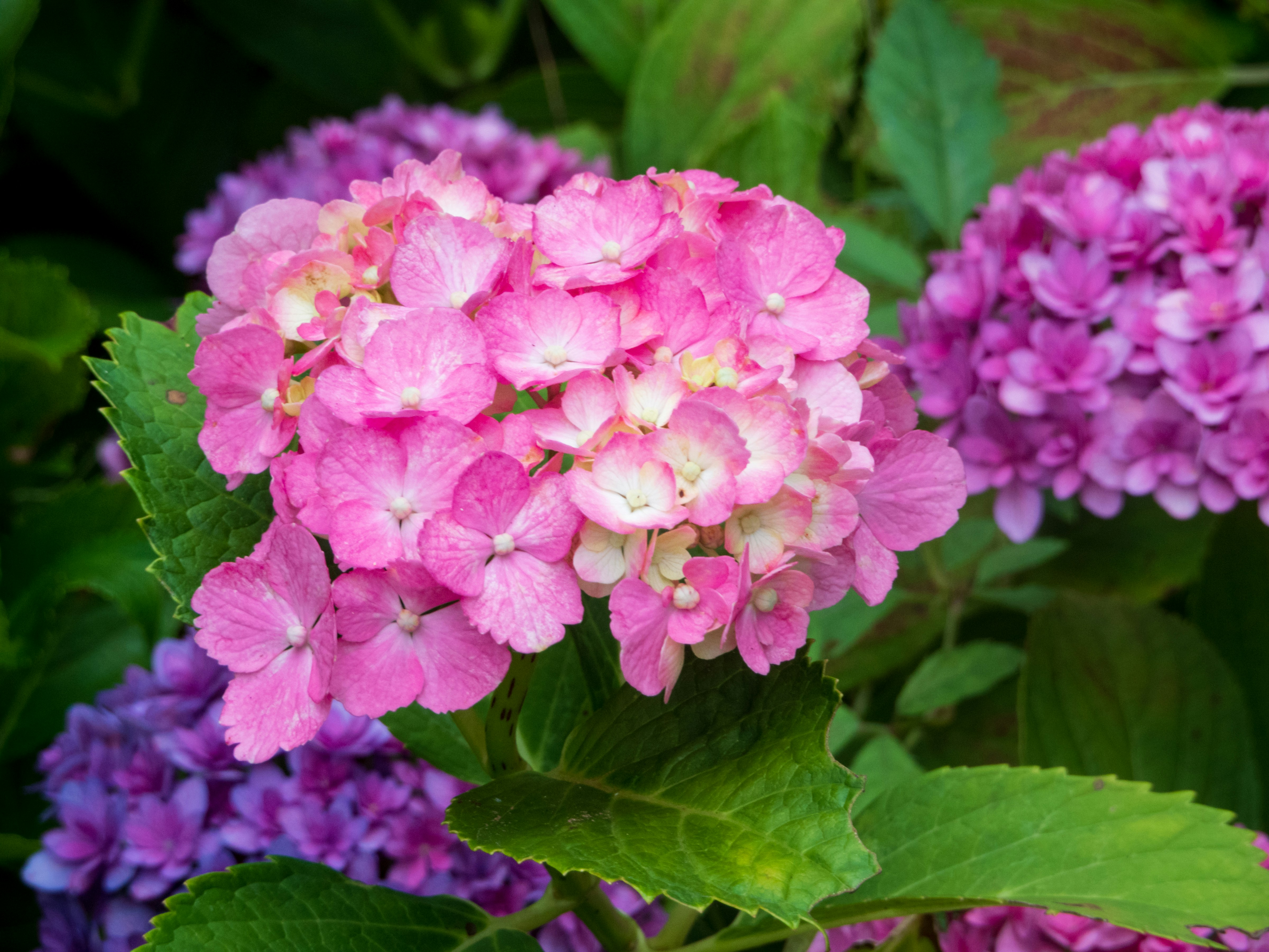 Photo by heppoko_yama