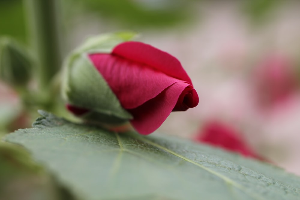 a close up of a rose