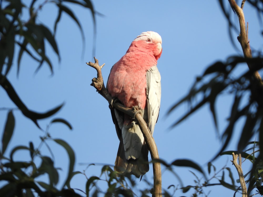 a bird sitting on a branch