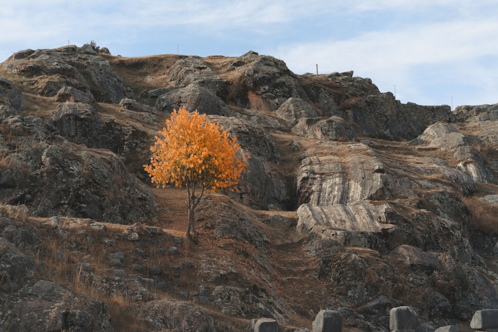 a tree on a rocky hill