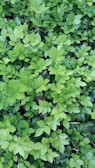 A close-up of green leaves with water droplets.