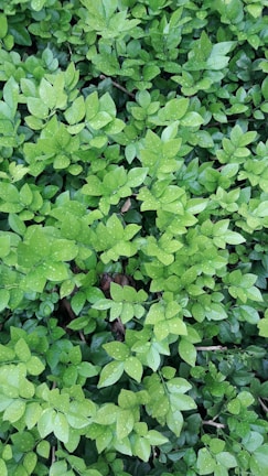 A close-up of green leaves with water droplets.