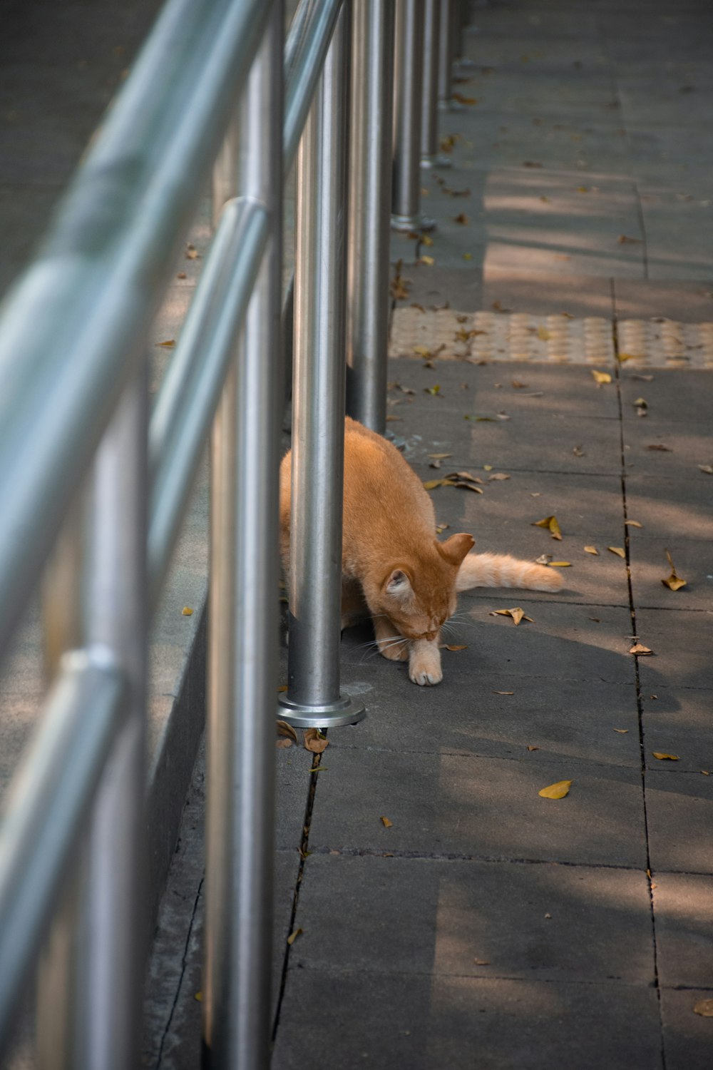 a cat on a sidewalk