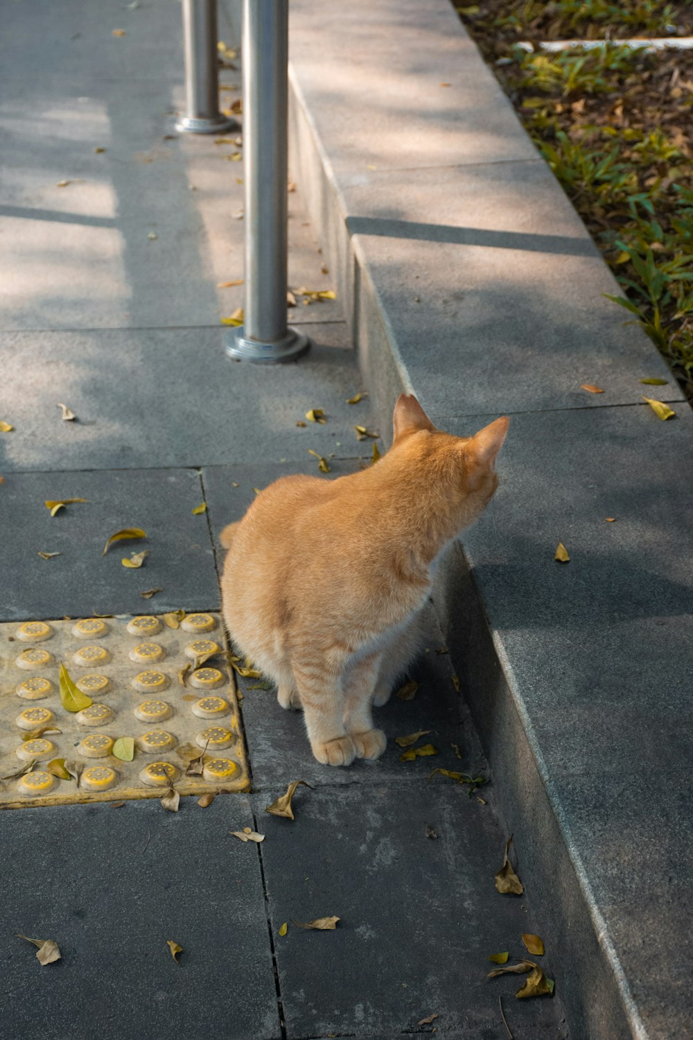 a cat sitting on a sidewalk