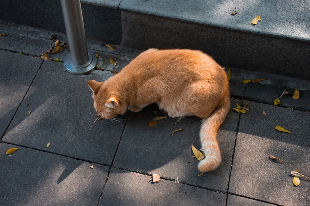 a cat walking on a sidewalk