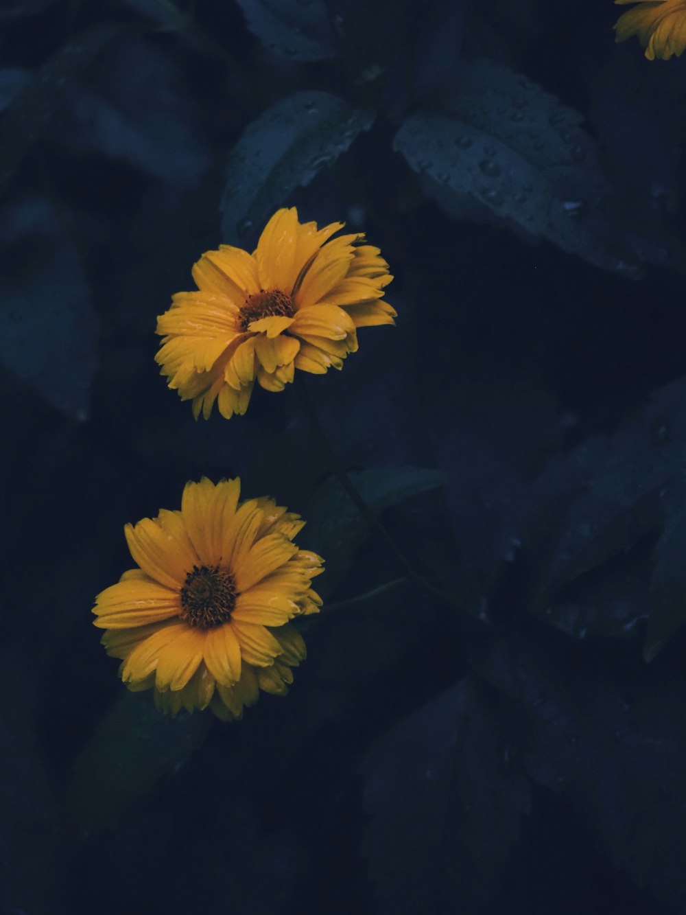 yellow flowers in water