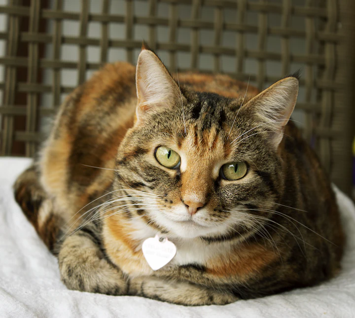 Real portrait of a relaxed cat