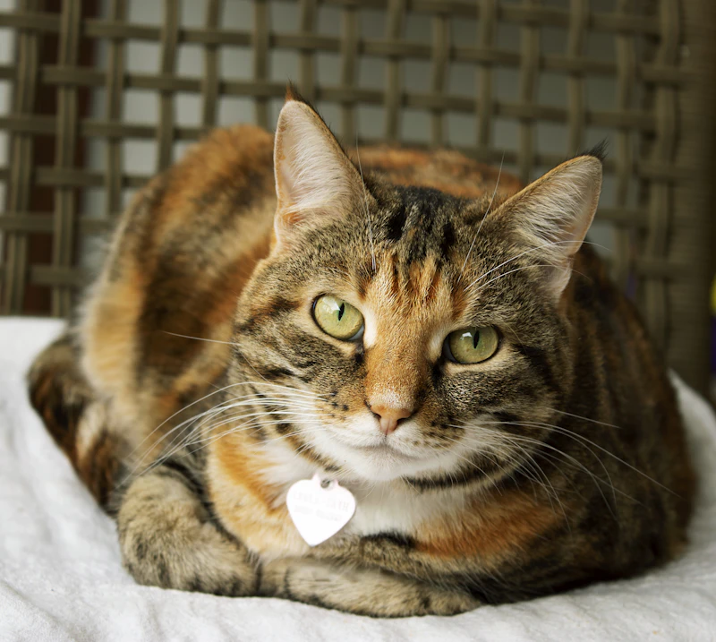 Real portrait of a relaxed cat