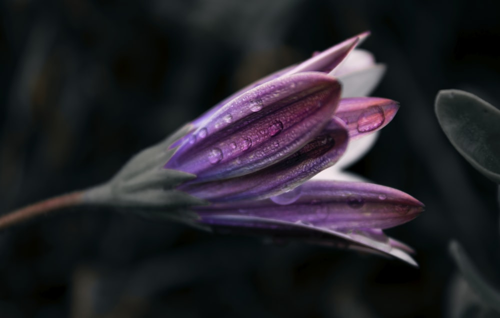 a close up of a flower