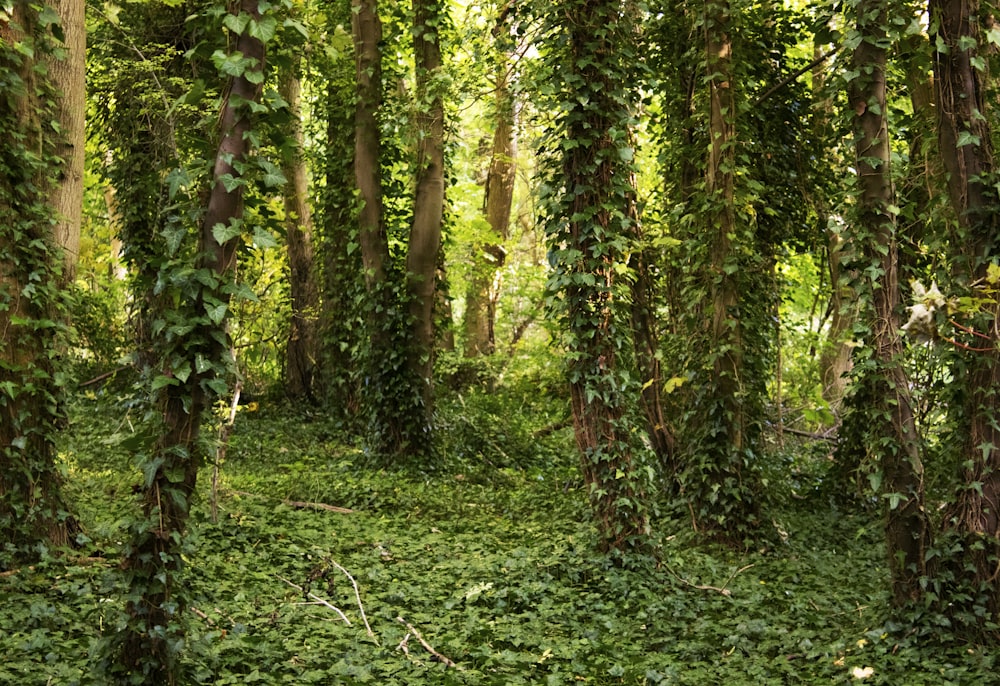 a forest with trees