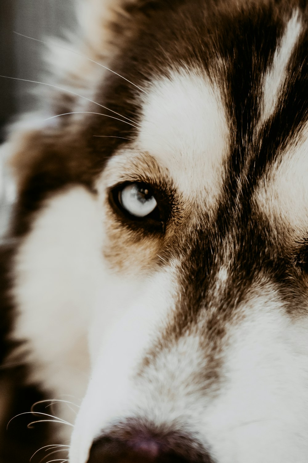 a close up of a dog