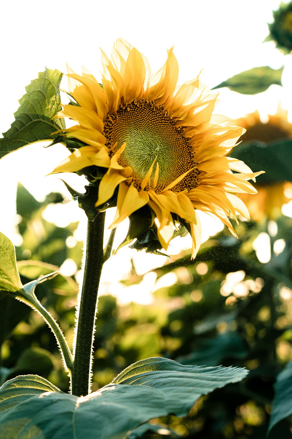 a yellow flower with green leaves