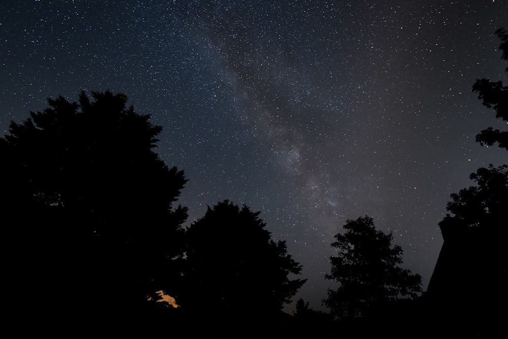 trees and stars in the sky