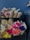 A collection of small bouquets arranged in brown paper wraps. The flowers are in a variety of vibrant colors, including yellow, pink, purple, red, and orange. They are displayed on black shelves against a deep blue background, adding to the contrast and vibrancy of the flowers.