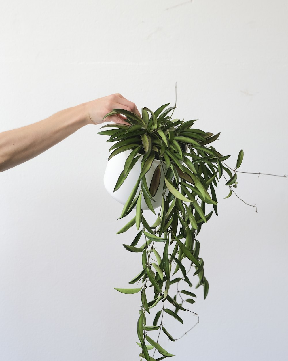 a hand holding a plant