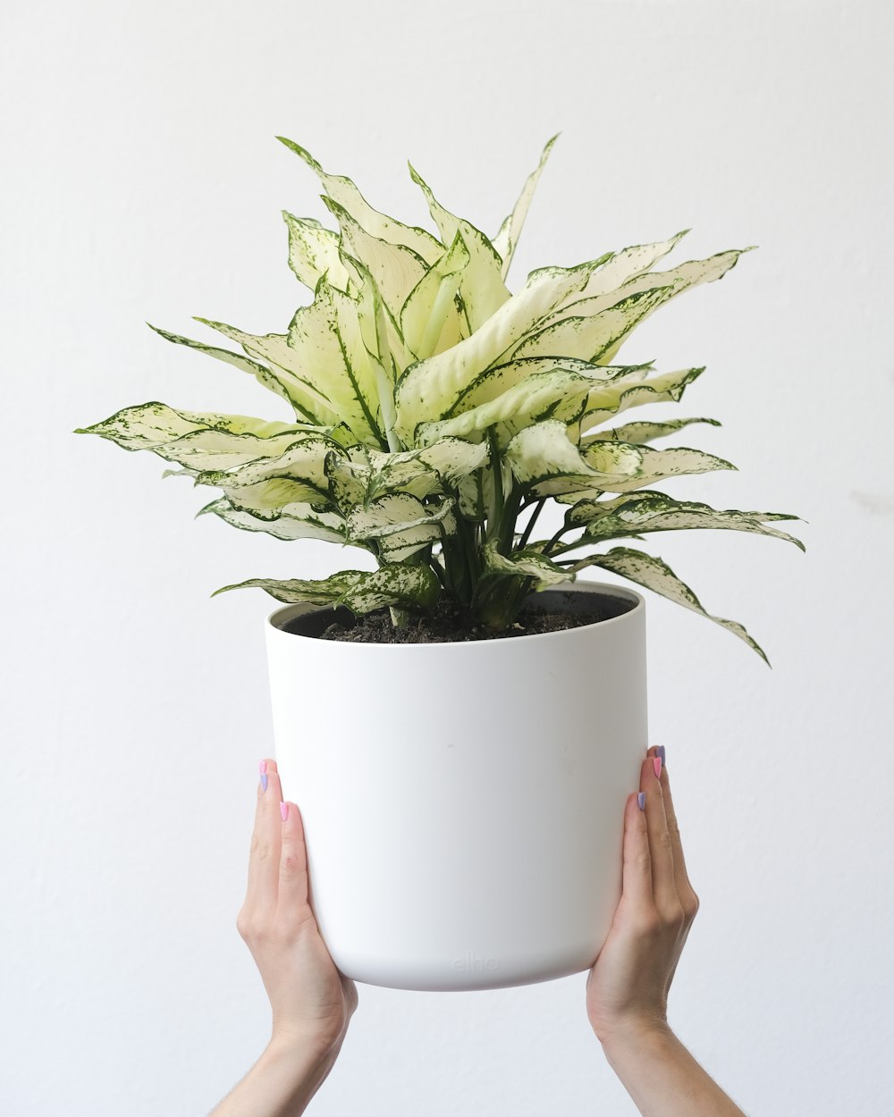 a plant in a pot