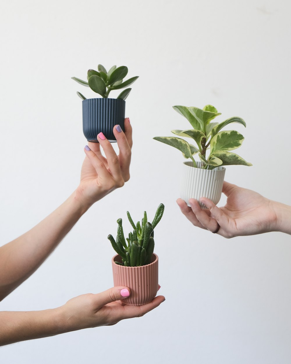 a pair of hands holding plants