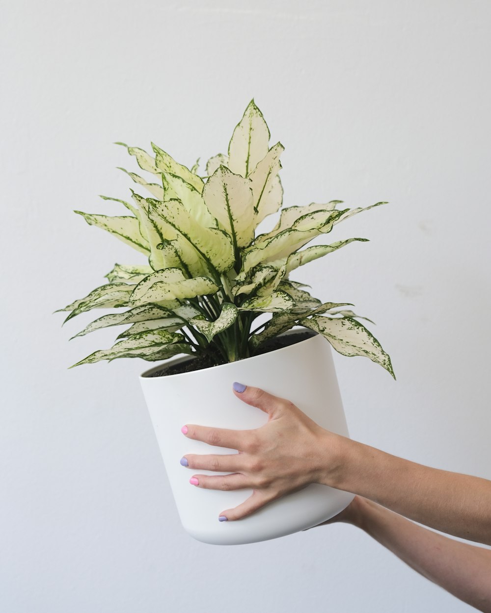 a hand holding a plant