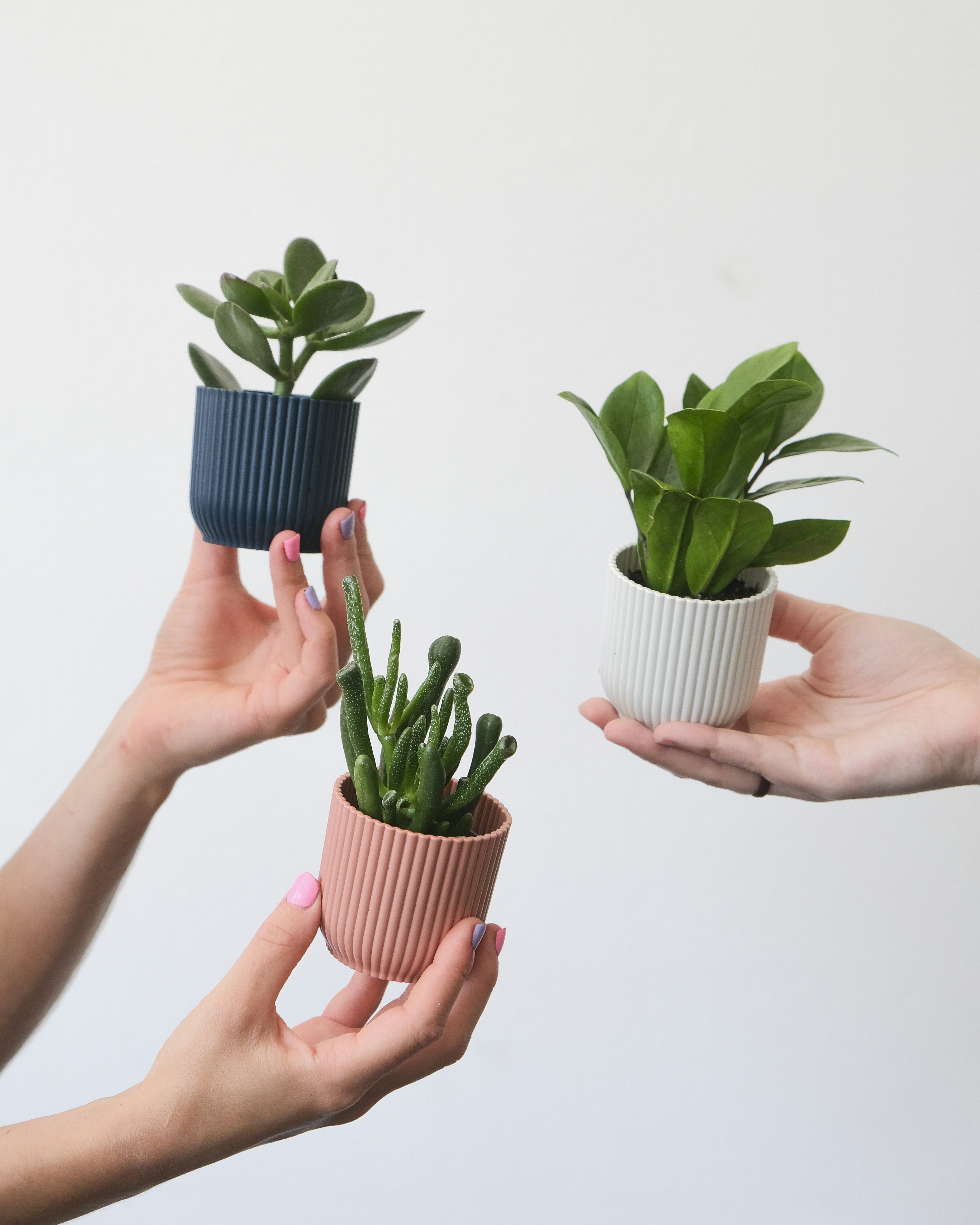 Photo by feeypflanzen