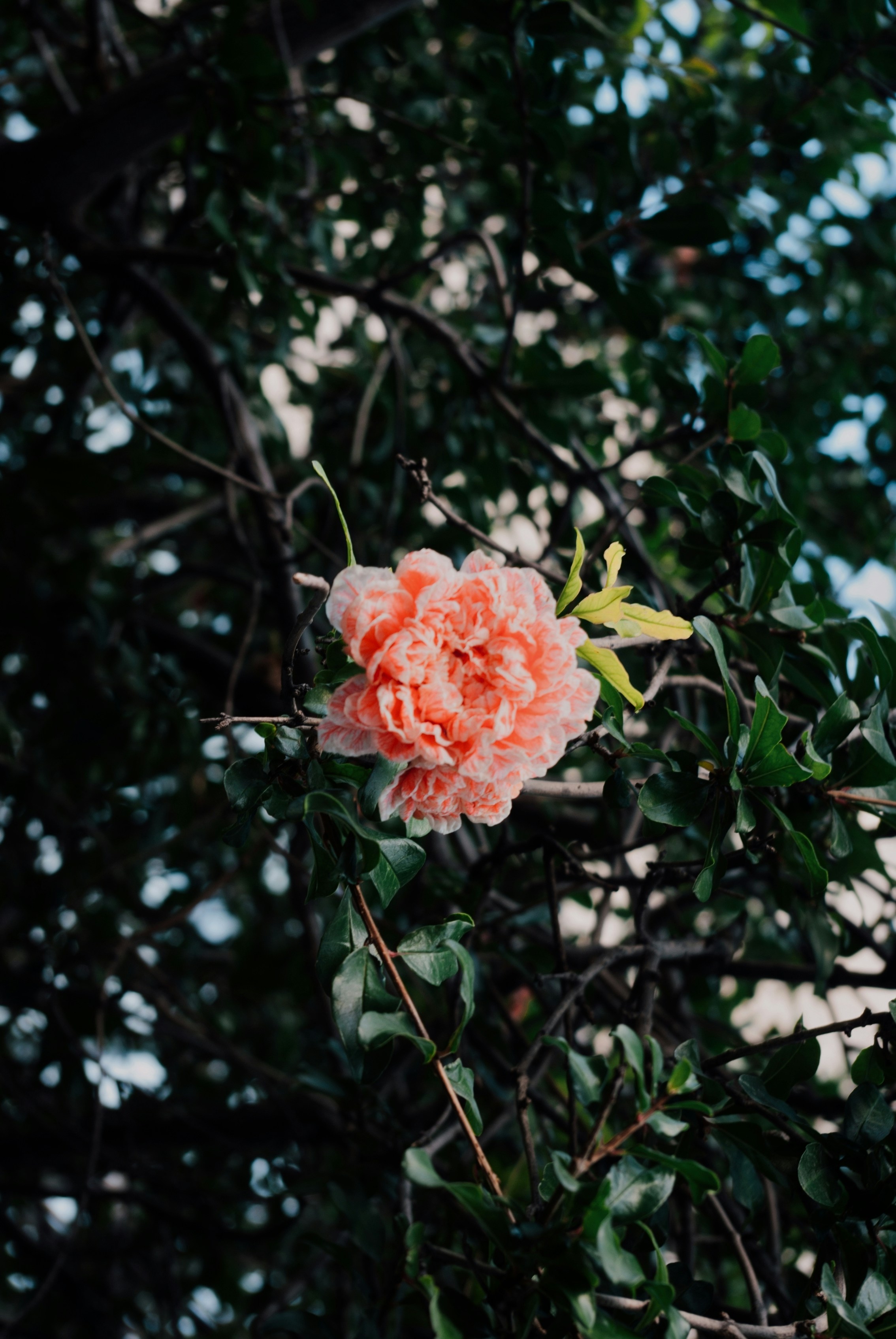 Photo by moonmoons_days