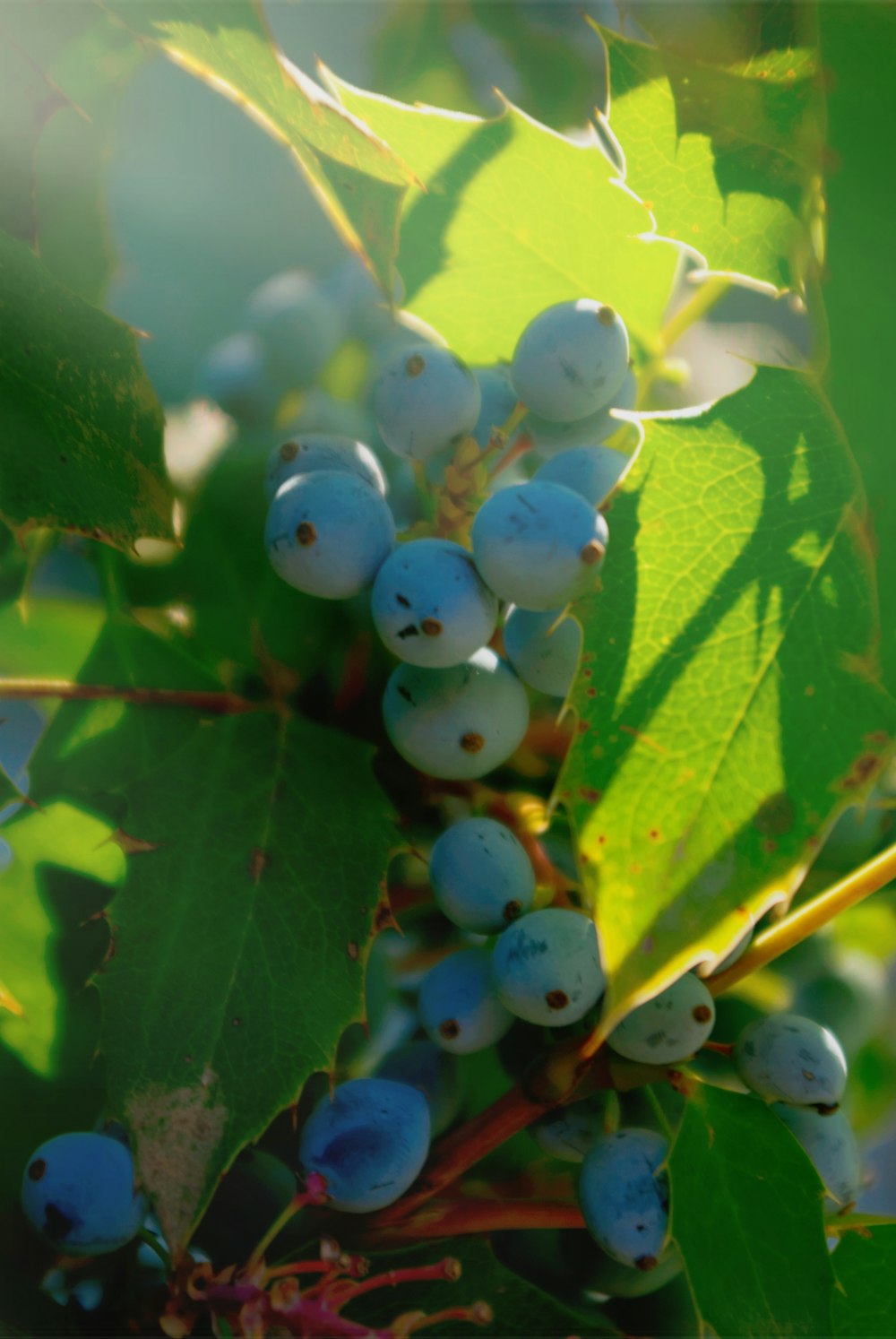 a group of blue berries on a tree