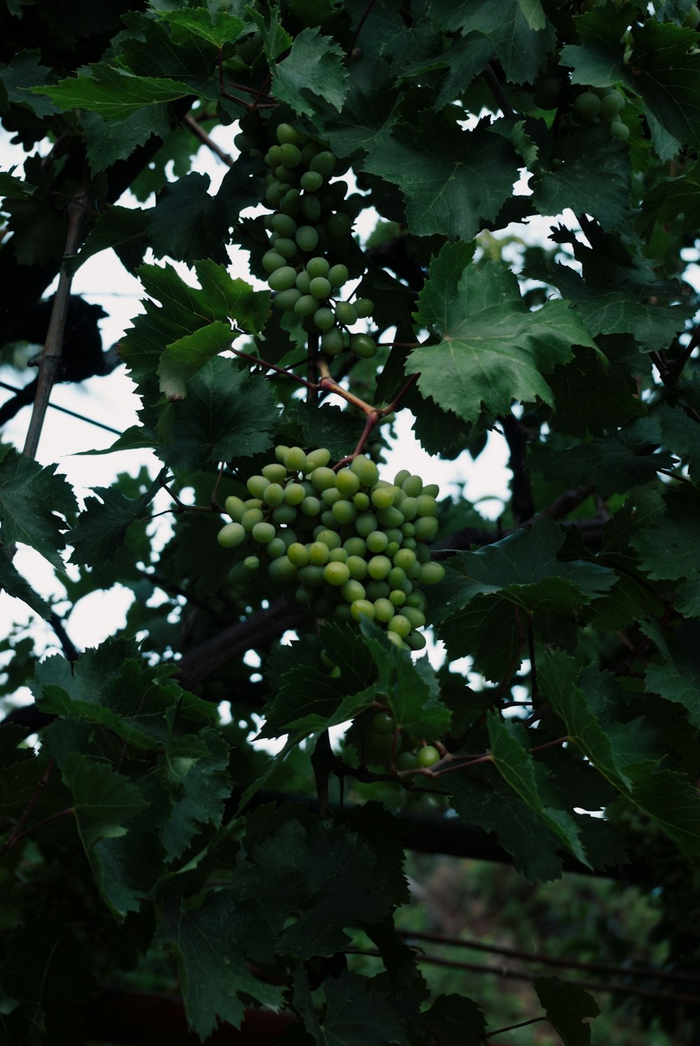 a tree with green grapes